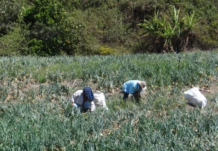 A pesar de que los productores han solicitado el apoyo del Gobierno para superar esta crisis, dicen sentirse abandonados. /Foto Archivo