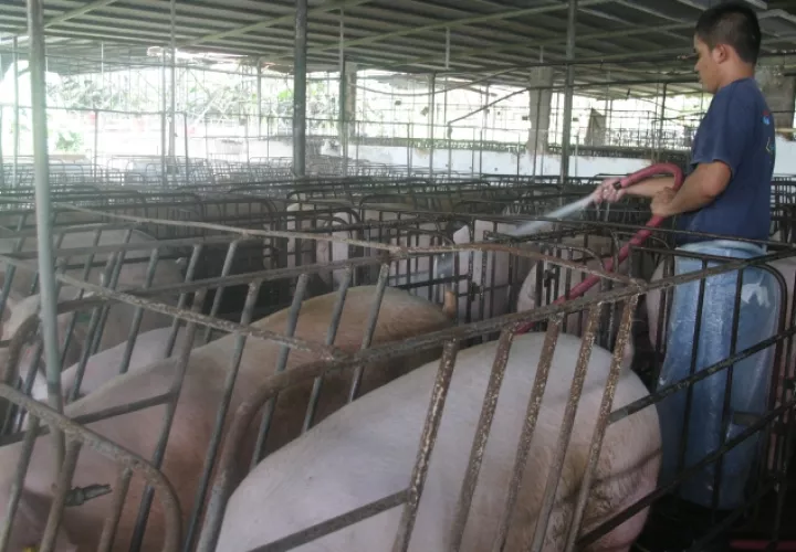Los porcicultores temen perder las inversiones que han hecho en sus negocios ante la falta de espacio para sus productos en el mercado. /Foto Archivo