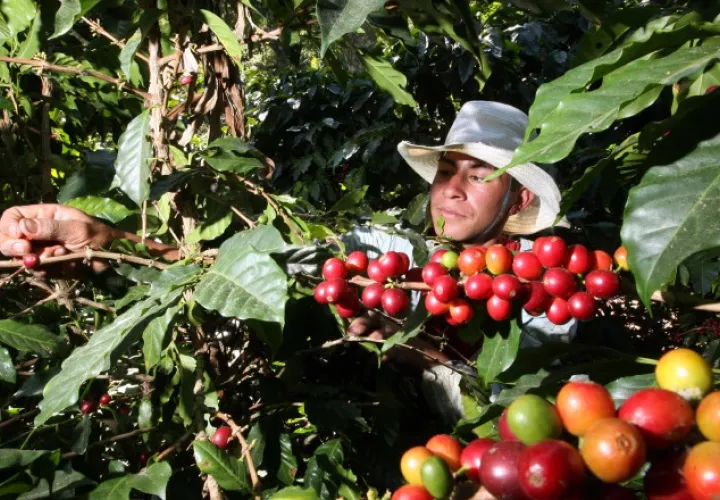 Actividad cafetalera de Honduras está en manos de unos 100 mil pequeños productores. /Foto EFE