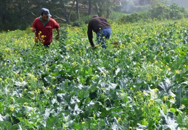 Productores de Barú, Chiriquí, temen quedar sin tierras para producir. /Foto Archivo
