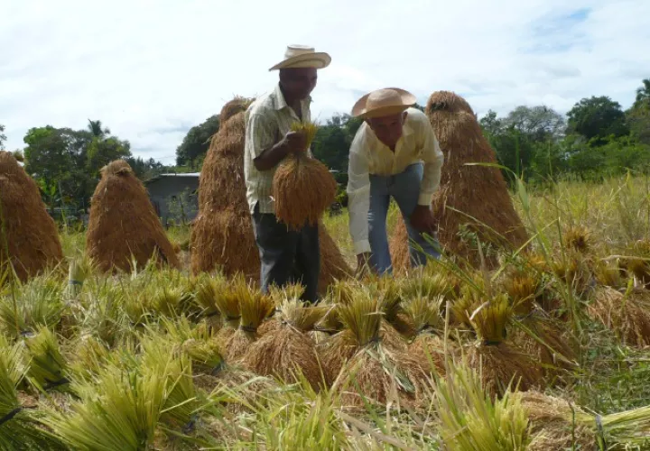 Los arroceros indican que tomarán medidas más fuertes, de no recibir una respuesta satisfactoria del Gobierno. /Foto Archivo