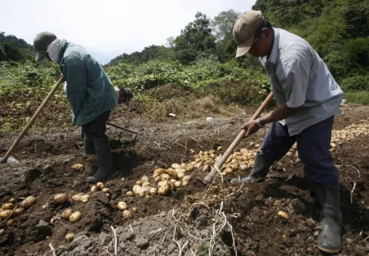 Productores señalan que todo este tipo de acciones del Gobierno pone en peligro la seguridad alimentaria del país. 