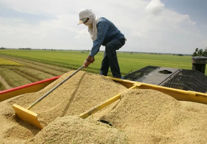 Los productores de arroz se quejan de las importaciones desmedidas por parte del Gobierno, lo que les ha generado pérdidas. /Foto Archivo