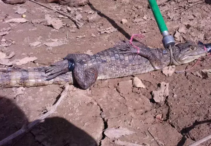 Reptil capturado. Foto: Thays Domínguez
