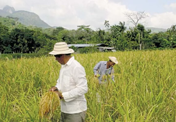 Autoridades buscan soluciones ‘cosméticas’ para sector agro