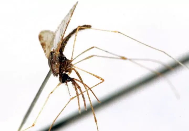 Mosquito hembra del género "Apheles Albimanus". Foto/ EFE