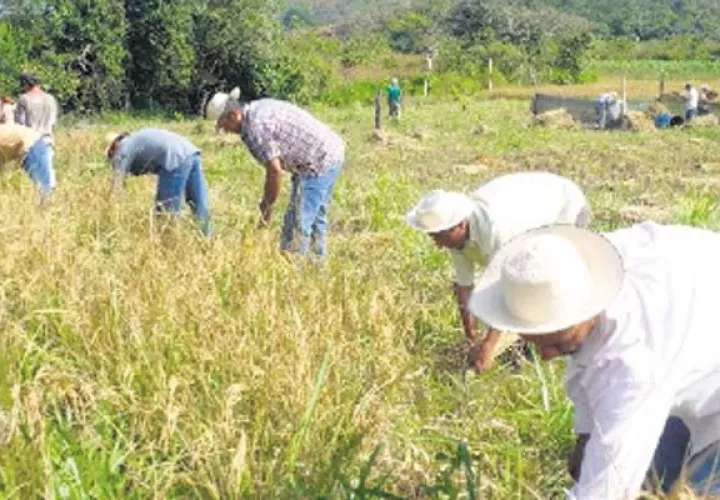 Importaciones desmedidas de arroz han afectado a los productores