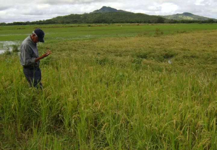 A pesar de que se está en plena cosecha del  arroz, se denuncia que los puertos panameños están inundados de este grano importado. Archivo