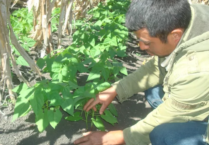 Según el representante de la FAO, el incremento del grano de frijol  es normal. Archivo