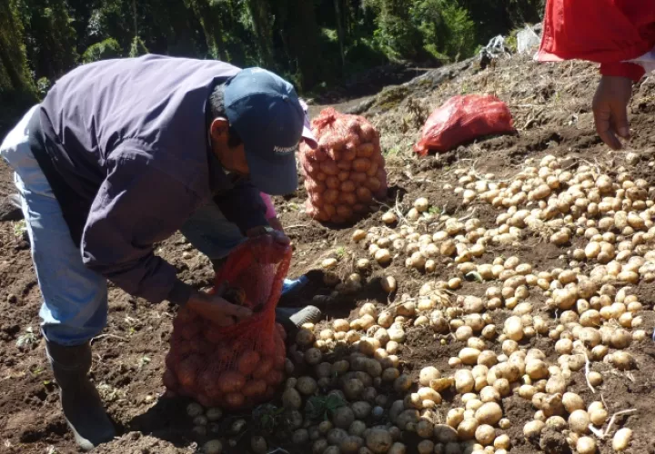 Diversos gremios del sector agropecuario se han quejado por la falta de protección a la producción nacional y las importaciones desmedidas. /Foto Archivo