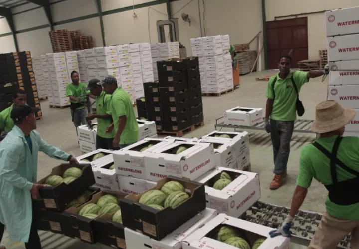 La exportación de frutas panameñas como sandía, melón, guineo, entre otras, ha venido decayendo en los últimos años. /Foto Archivo 