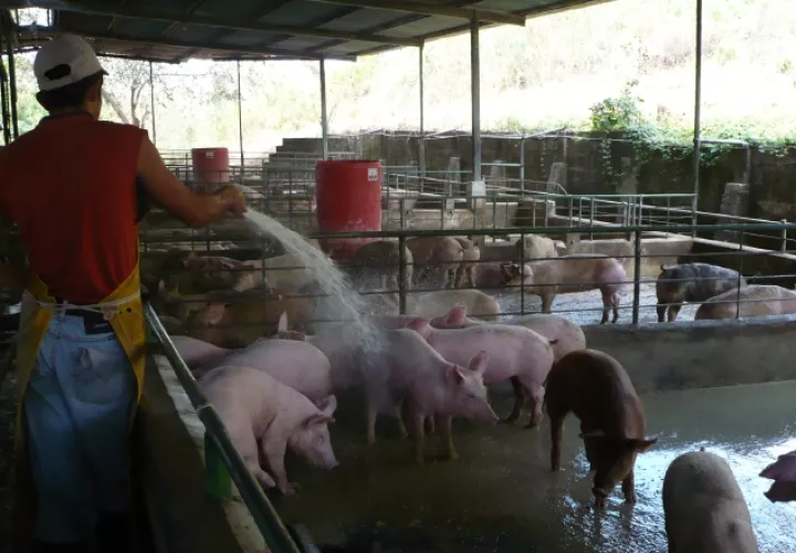 Gremios de porcicultores buscan alternativas con la finalidad de que esta situación no vuelva a ocurrir y evitar poner en peligro la producción nacional. Archivo