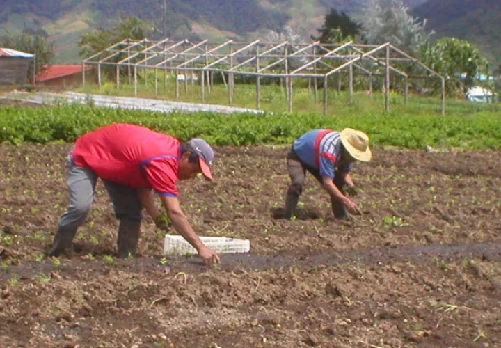 No toda la economía crece al 5%, porque, por ejemplo, el agro está llegando a la recesión. Archivo