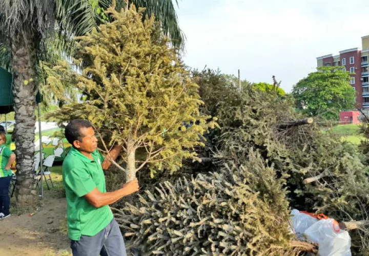 Los arbolitos navideñas son removidos de las viviendas