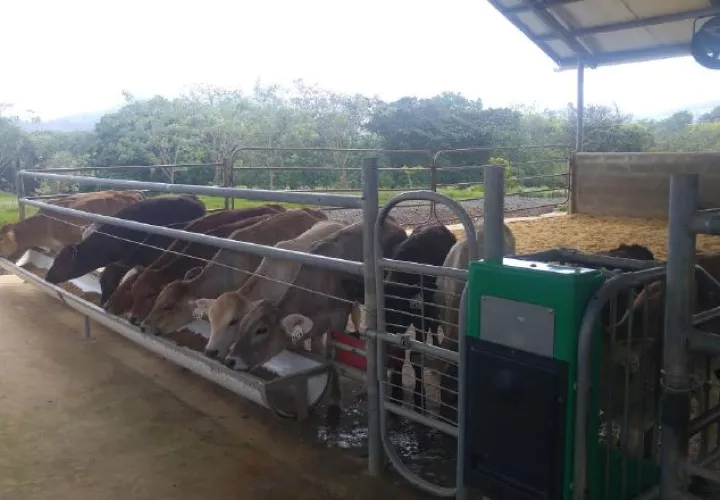 Banco  Nacional otorgó   $507.1 millones en crédito agropecuario. Archivo