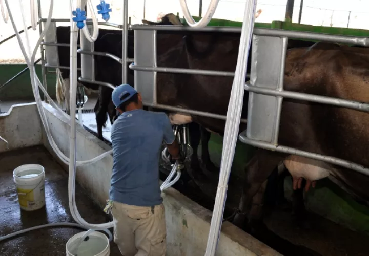 Los ordeñadores es la tecnología que utilizan los ganaderos hoy día por la gran cantidad de vacas que tienen y para  lograr el objetivo. Archivo