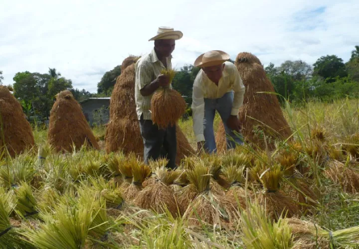 Mida será el encargado de crear  nuevas  cadenas agroalimentarias.  Archivo