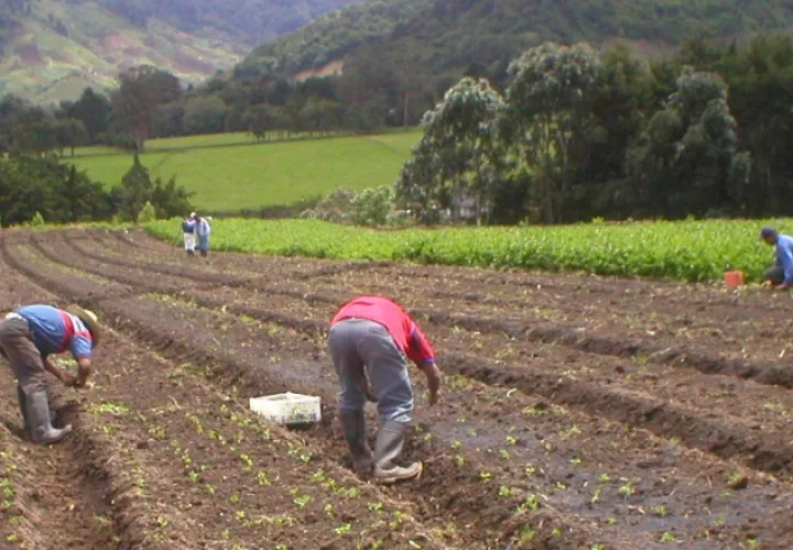 La papa, cebolla y arroz han sido afectados por la importación. Archivo