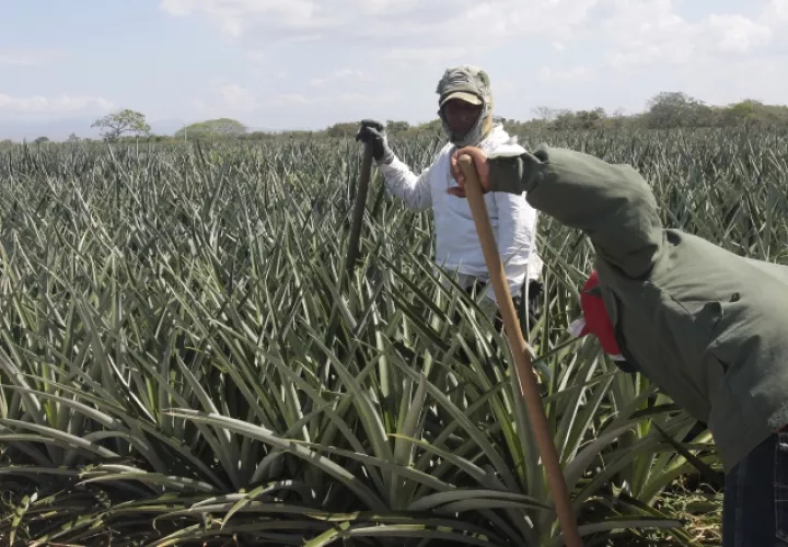 Tratados de Libre Comercio (TLC) favorecen a las importaciones, ya que los exportadores panameños aseguran enfrentar  múltiples  obstáculos. /Foto Archivo