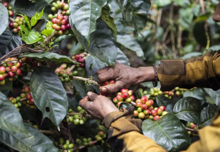 Los productores de café especial, el de mayor distinción, tienen una alta expectativa. /Foto Archivo