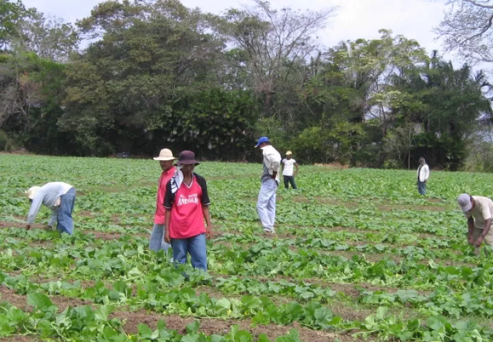 Productores aseguran afectaciones en la producción nacional. /Foto Archivo