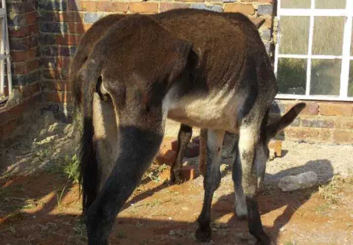 Burro rescatado de los traficantes de pieles. Foto/ EFE