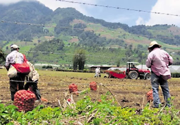 Existe abastecimiento de cebolla para tres meses, según productores