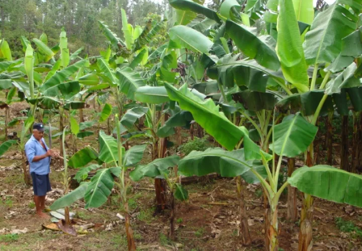 Las plantaciones han sido afectadas desde el mes de noviembre en las provincias de Chiriquí y Bocas del Toro. /Foto Archivo 