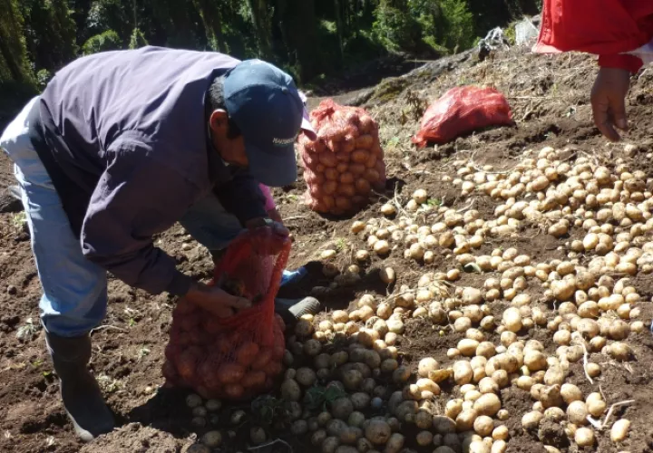 Algunas de las promesas del presidente Juan Carlos Varela para el sector agro fueron: garantizar la seguridad alimentaria, aumentar la producción de alimentos, etc. /Foto Archivo