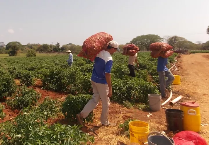 Los comerciantes se quejan de la calidad de la cebolla nacional, mientras que los productores defienden su cosecha. /Foto Archivo