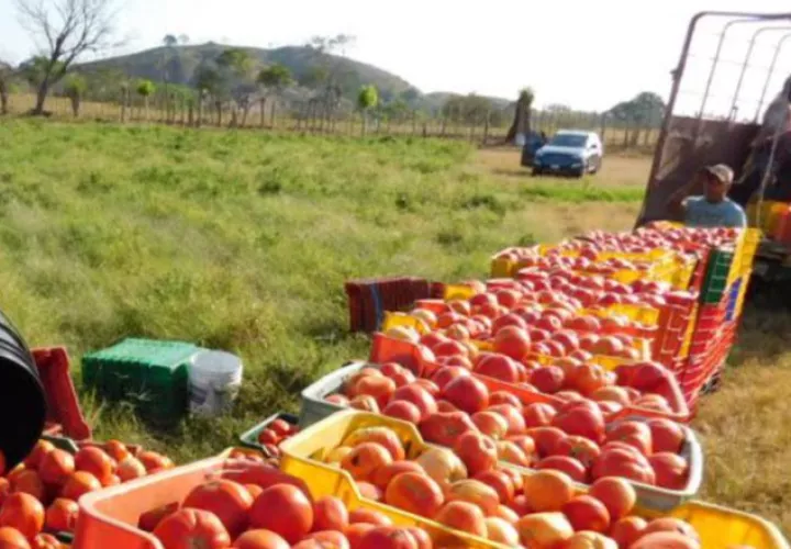 Muchos productores podrían dejar de sembrar tomate. /Foto José Vásquez 