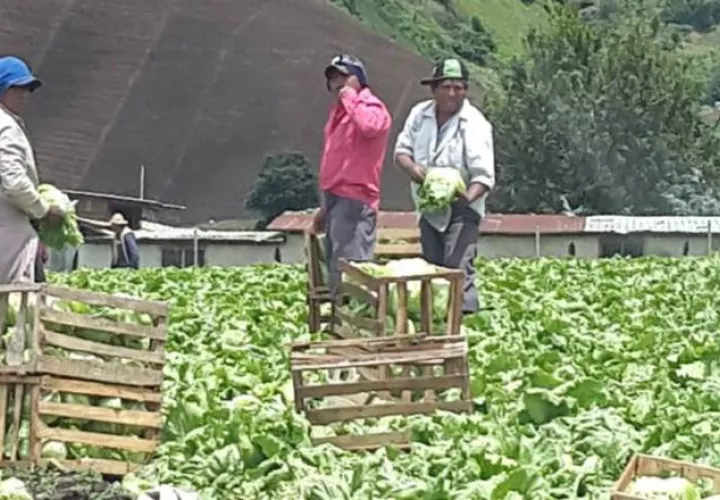 La producción nacional también estaría en riesgo de ser infectada por plagas y hongos. /Foto Archivo