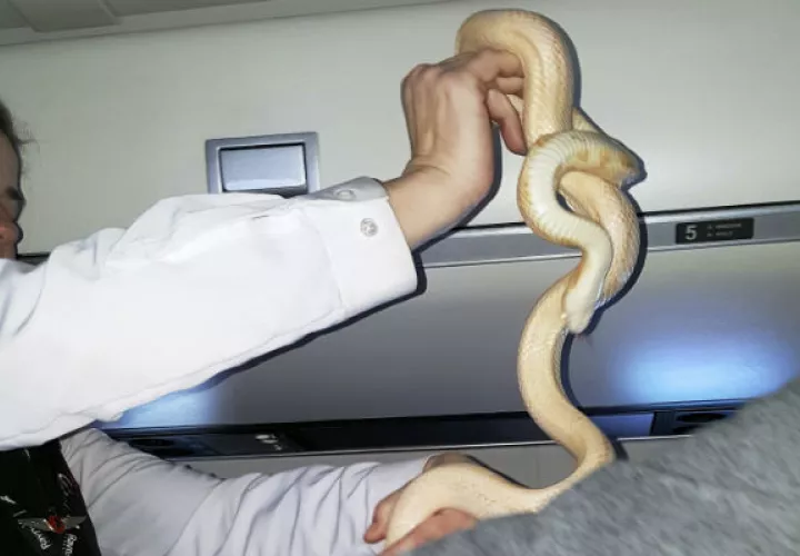 La aerolínea prohíbe llevar roedores y reptiles, incluidas las víboras. FOTO/AP