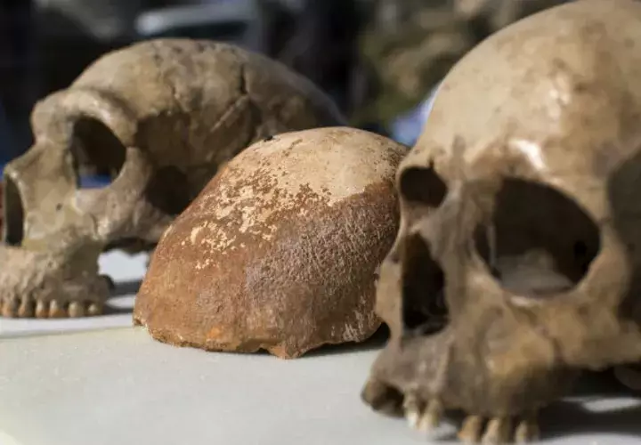 Cráneos  de Homo sapiens. Foto/ EFE