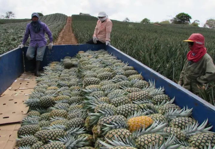 Difícil sacar la producción. Foto: Eric. A. Montenegro