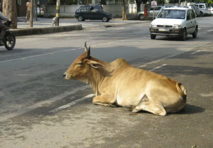 Las vacas son sagradas en la India. Foto/ EFE