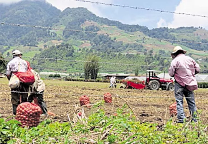 Baja la exportación de productos agrícolas tradicionales
