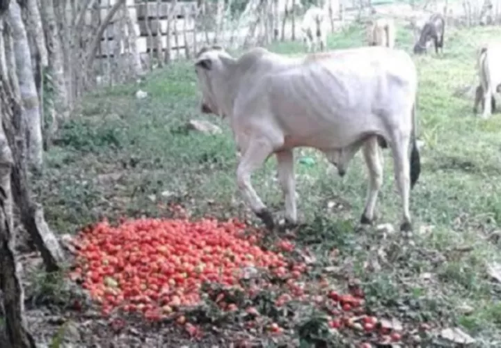 En los potreros de la fincas en Chiriquí, los tomates se pueden ver esparcidos en el suelo. José Vásquez