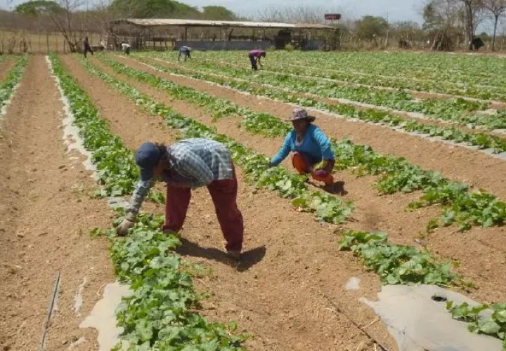 A pesar del duro panorama, los productores de poroto de Herrera decidieron volver a sembrar. /Foto Thays Domínguez 