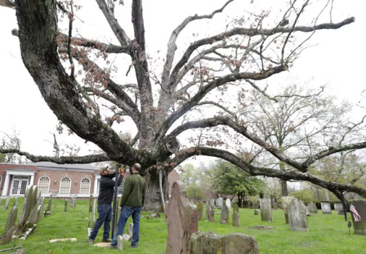 El árbol había existido unos 300 antes de que la iglesia fuera construida en el 1717. FOTO/AP