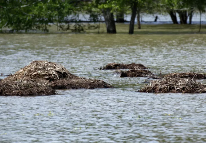  Algunas escuelas en Luisiana, Mississippi y Alabama cancelaron o pospusieron el inicio de clases. FOTO/AP