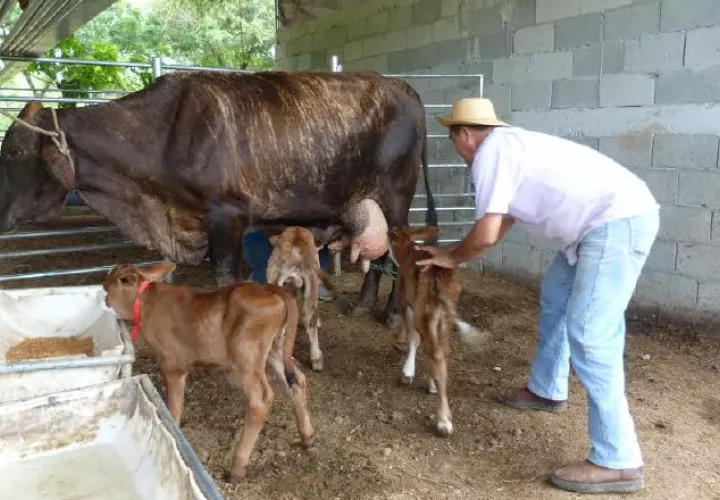 La ganadería en  Azuero es muy tradicional, tanto  que suele pasar de generación en generación. /Foto Thays Domínguez