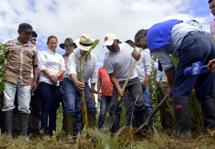 Juan Manuel Santos siembra una mata de plátano con campesinos que iniciaron la sustitución de matas de coca por plantíos de ese producto. FOTO/EFE