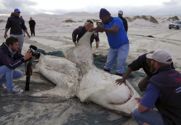Es muy probable que las orcas se presenten en zonas donde no han sido vistas se aprovechen de los tiburones. FOTO/AP