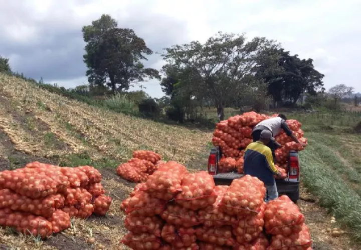 Los productores de tierras altas plantean que la única solución para que esa plaga no entre al país es que se evite la importación de cebolla proveniente de Holanda. Archivo