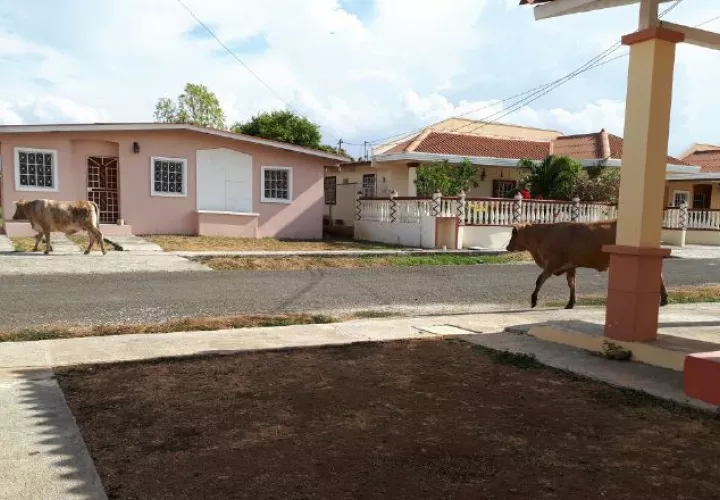 Se quejan por los daños que causan los animales. /Foto Thays Domínguez