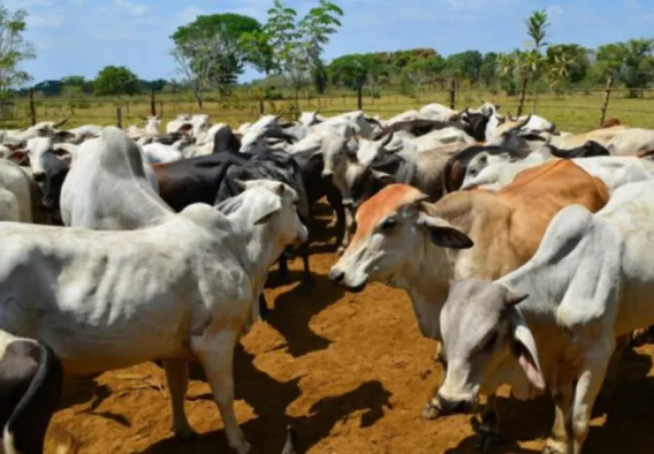 Colombia no es elegible para la importación de carnes a Panamá /Foto EFE