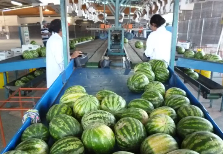 Exportaciones de frutas tropicales y productos del mar bajaron en el primer cuatrimestre del 2017, de acuerdo al informe de estadísticas de la Contraloría. /Foto Archivo