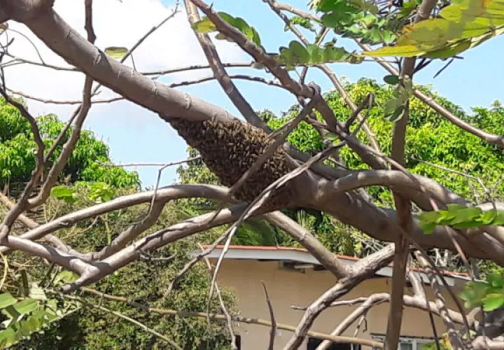 Se registró el caso de una víctima por picadura de abejas africanizadas.