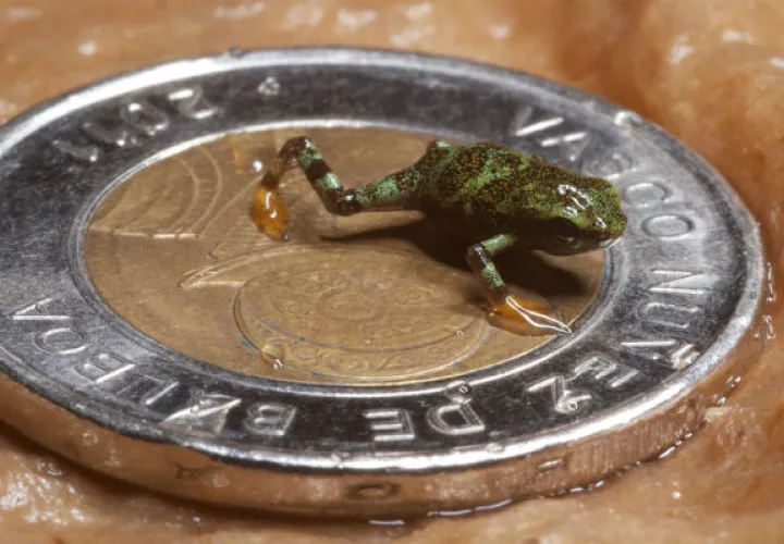Foto tomada de http://amphibianrescue.org